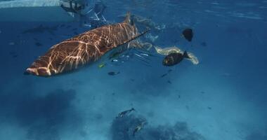 Close up view of shark with tropical fishes underwater in blue tropical sea. Slow motion video