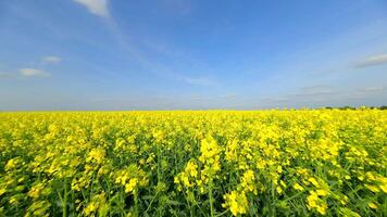 Smooth FPV flight over beautiful yellow rapeseed field in summer. video