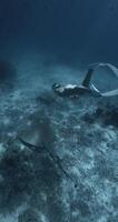 kostenlos Taucher Frau schwimmt unter Wasser mit Stachel Strahl im tropisch Blau Ozean video
