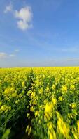 fpv volo al di sopra di bellissimo giallo colza campo nel estate. video