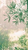 bambú verde en la niebla con tallos y hojas video