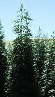 green canabis on marihuana field farm video