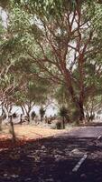 öppen väg i Australien med buskträd video