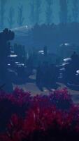 bela vista panorâmica subaquática com recifes de corais tropicais video