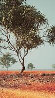 savane africaine sèche avec des arbres video