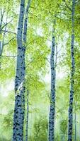 white birch trees in the forest in summer video