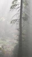 forêt lumineuse tôt le matin dans les montagnes video