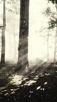 vista panorâmica da majestosa floresta em um nevoeiro matinal video