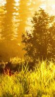 Tiefe des Nadelwaldes mit magischem Sonnenlicht, das zwischen den Bäumen hindurchgeht video