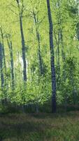 boschetto di betulle su una soleggiata giornata estiva paesaggio video