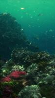 Colorful coral reef at the bottom of tropical sea video
