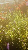 abundancia de flores silvestres en flor en el prado en primavera video