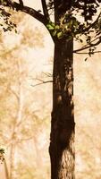 zonnestralen stromen door bomen in mistig bos video