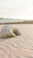 gammal vit korall på sand strand video