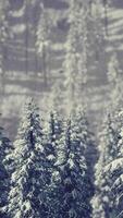 Arbres coniques couverts de neige en hiver à flanc de montagne video