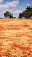 rissiger Sand im Sommer mit der Sonne video