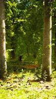 Forest scene with mossy ground in sunny evening in summer video