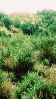 touffes d'herbe séchée sur la lande video