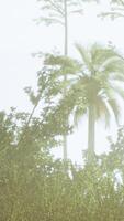 palmeras tropicales y hierba en un día soleado video
