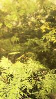 zonnestralen in mistig groen bos video