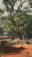 Küstenvegetation mit Bäumen und Sträuchern video