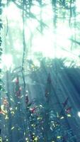 grön tropisk skog med ljusstråle video
