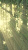 grön tropisk skog med ljusstråle video