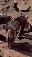 hueso de cráneo de cabra seco sobre piedras bajo el sol video