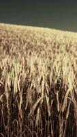 Beautiful landscape with field of ripe rye and blue summer sky video