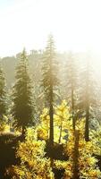 herfst scandinavisch bos en landschap met levendige herfstkleuren video