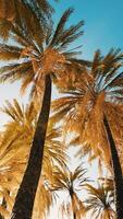 view of the palm trees passing by under blue skies video