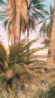 palmiers et les dunes de sable en oasis video