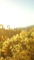 heldere zonsondergang in de bergen met bos video