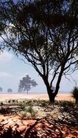 Large Acacia trees in the open savanna plains of Namibia video