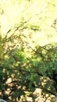 misty rainforest and bright sun beams through trees branches video