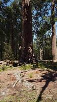 Riesenmammutbäume im Sommer im Sequoia-Nationalpark video