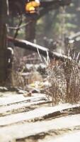 vieux village rétro dans la forêt de pins video