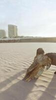 närbild av en skalle som ligger på den våta sanden video