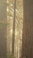 giant sequoias in redwood forest video