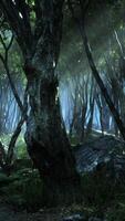 profonda giungla tropicale nell'oscurità video