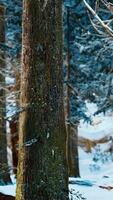 vinter lugn skog på solig dag video