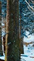 winter rustig bos op zonnige dag video