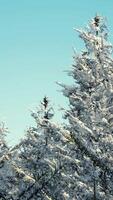 bosque tranquilo de invierno en un día soleado video