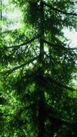green cone trees in bright sun light video
