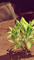 groene plant op zandstrand video