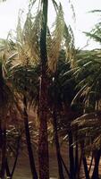 palmbomen in de duinen video