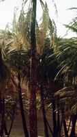 palme all'interno delle dune video