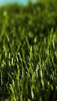 grünes frisches Gras als schöner Hintergrund video