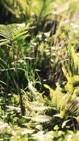 primo piano erba e piante della giungla video
