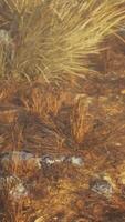 grama seca e paisagem de rochas video